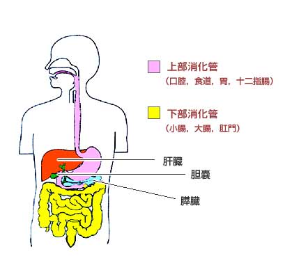 下部消化管（大腸・直腸）